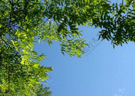 枝叶天空图片