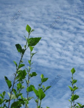 蓝色天空波纹状云绿色植物图片