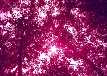 太阳树林天空红树林图片