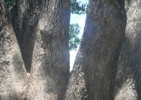 树木树干图片