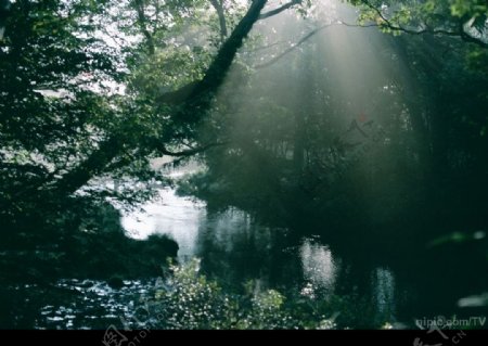 阳光树林小溪图片