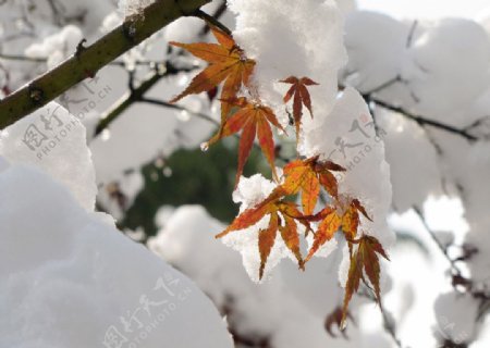 在大雪下的红枫叶图片