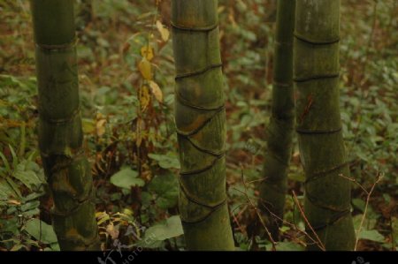 奇异的竹子节节相连图片