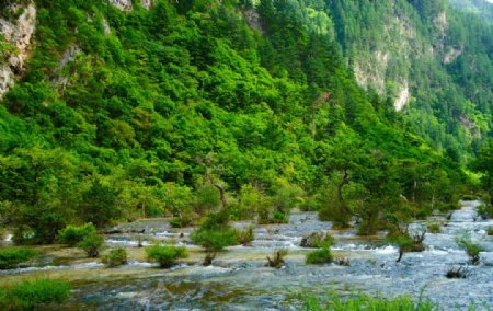 九寨沟溪水河图片