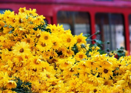 火车前的菊花图片