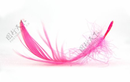 粉红的羽毛图片