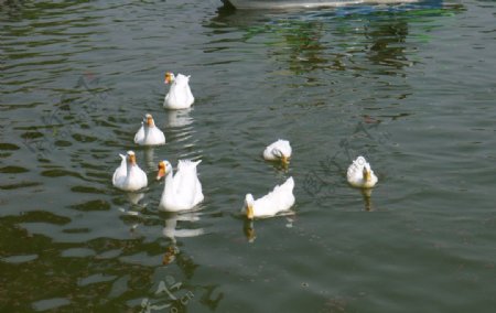 鸭子湖水图片