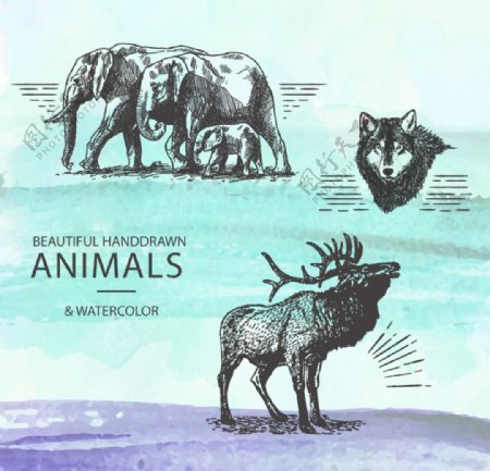 手绘动物插画图片