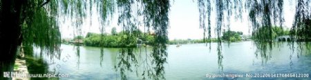 青草湖上杨柳风图片