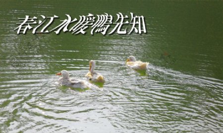 鸭子水塘图片