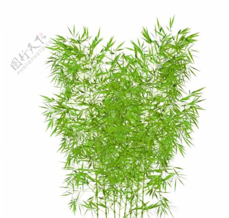 SketchUp竹子图片