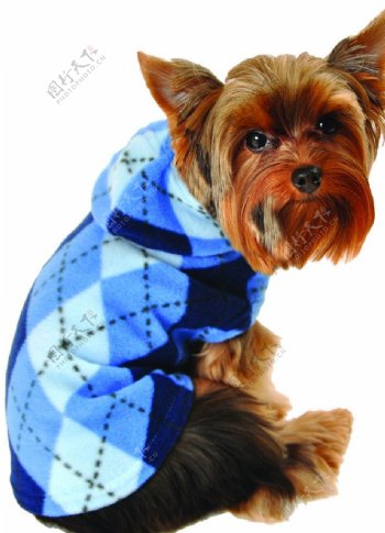 蓝色菱形图案夹克的小狗图片