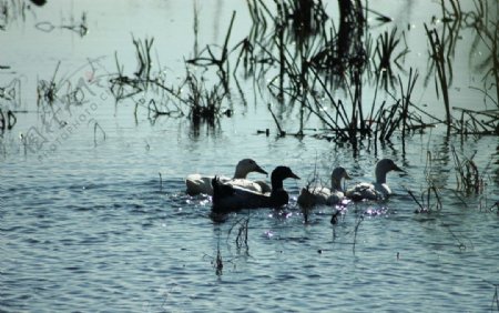池塘里的鸭群图片