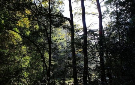 金鞭溪树林图片
