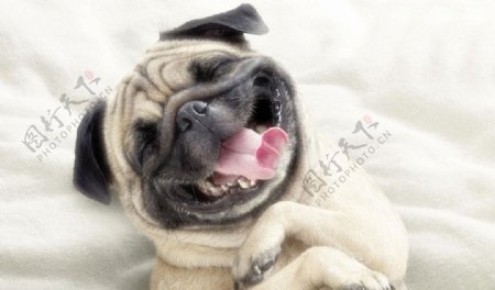 微笑的哈巴狗图片
