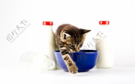 和牛奶的小猫图片