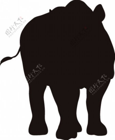 黑白犀牛图片