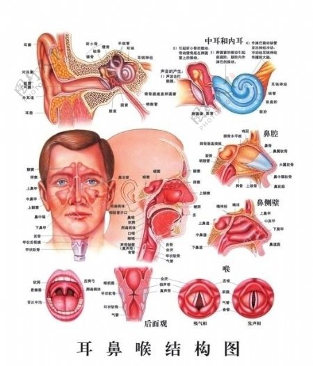 耳鼻喉结构图图片