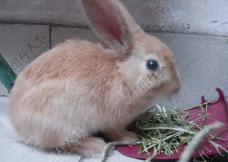 兔兔吃草中图片