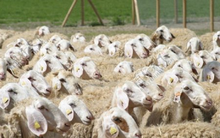 牧场里的羊群图片