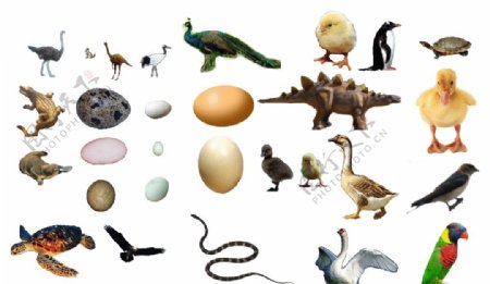 各种蛋生的动物图片