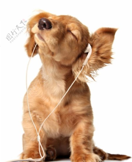 狗狗听音乐图片