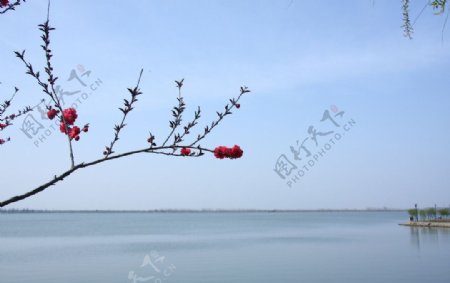 莫愁湖春天图片