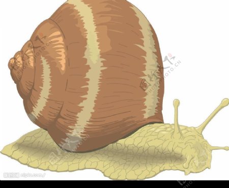 精典蜗牛图片
