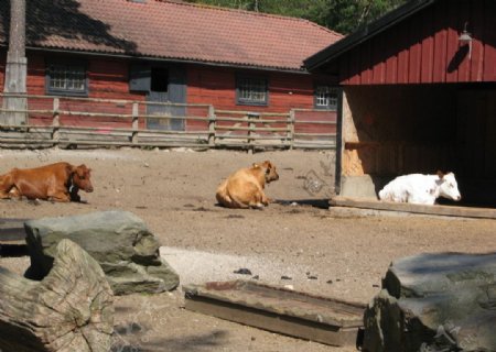 瑞典动物园的牛图片