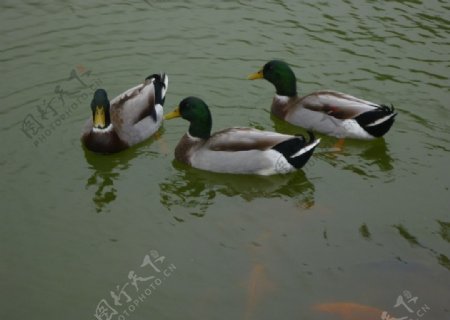 明池湖泊图片