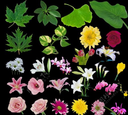 各种鲜花植物图片