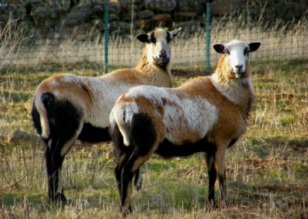 牧羊图片