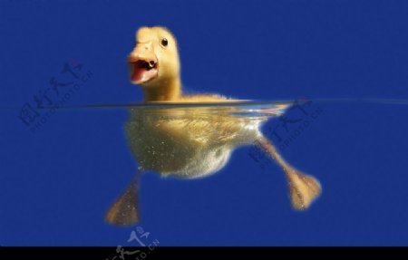 游泳的小鸭图片