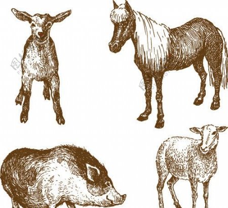 手绘素描动物图片