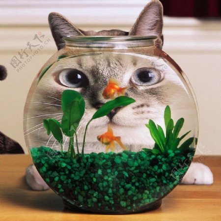 猫与鱼缸图片