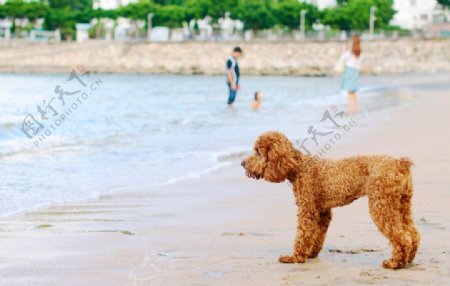 狗狗沙滩海图片