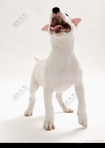 黑眼圈的白狗图片