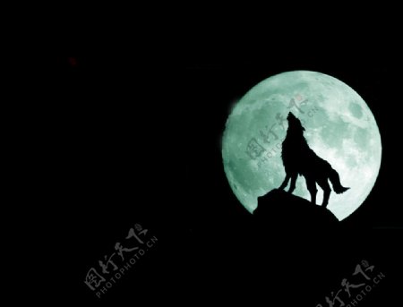 狼月夜图片