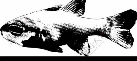鱼的黑白图片