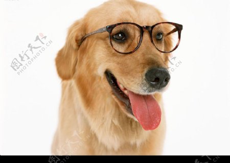 趣怪眼鏡狗图片