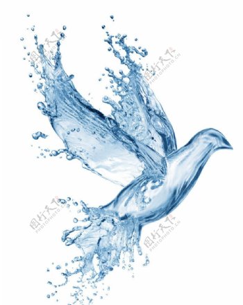 飞翔水滴鸽子图片