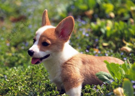 这只小狗在野外游玩很开心图片