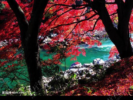 香山红叶树图片