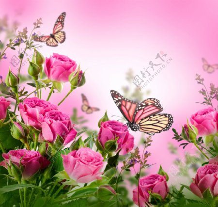蝴蝶与玫瑰花图片