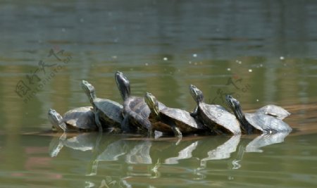 成群结对的乌龟图片