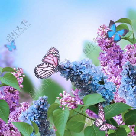 花朵蝴蝶图片