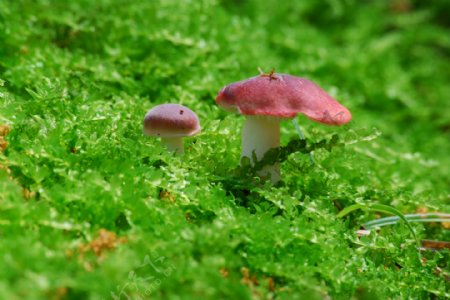 野生非食用菌图片