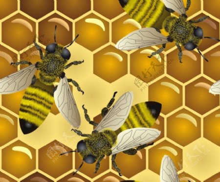 蜂巢卡通矢量素材图片
