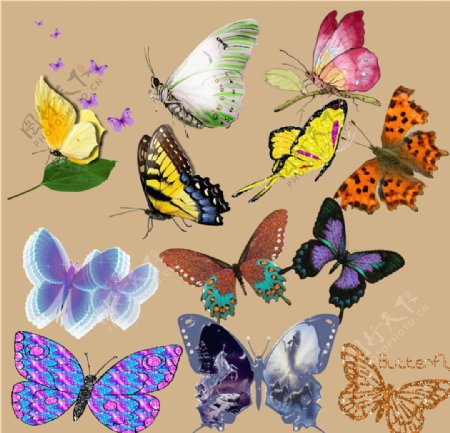 透明的蝴蝶素材图片