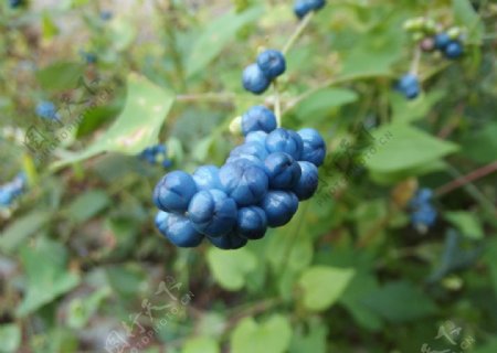 野草种子图片